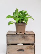 products/SotoProductShootLowQ-1913.jpg